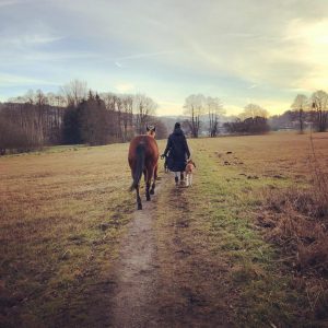 hund und pferd erfahrungsbericht