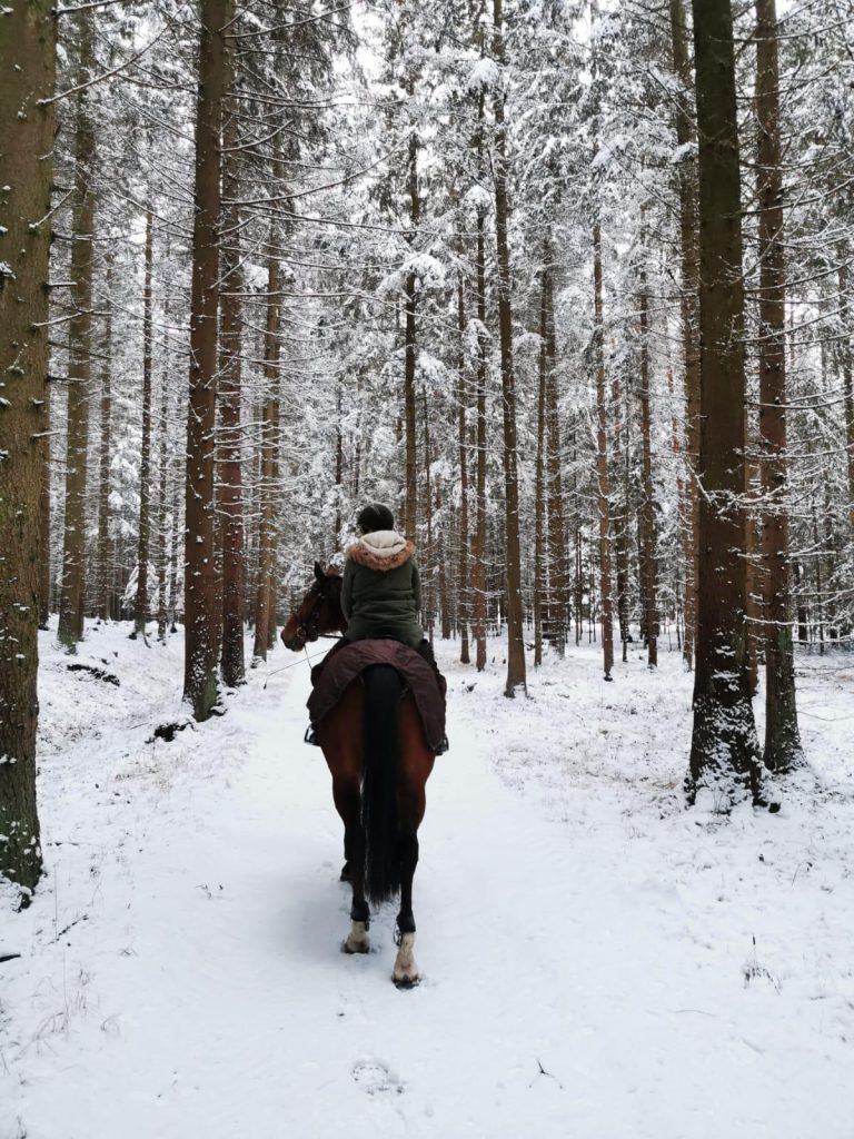 pferd im schnee