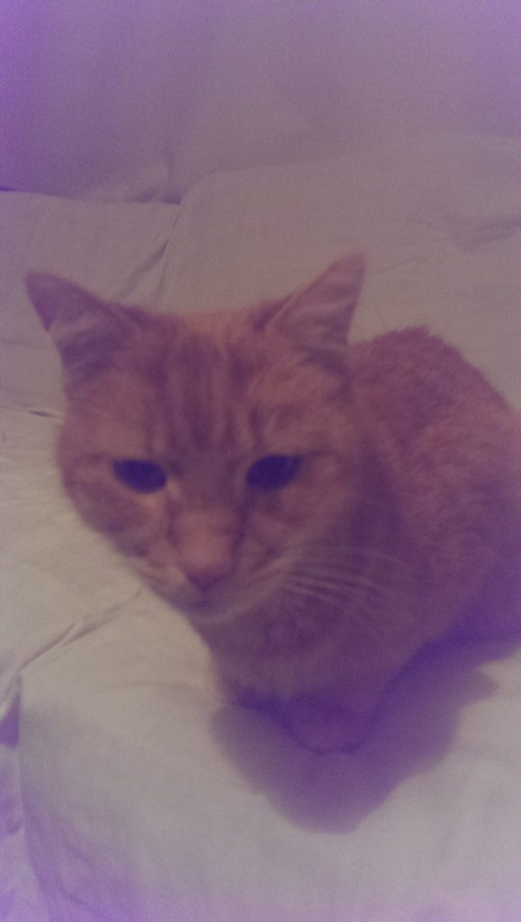 katze holistic animal