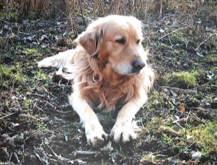 golden retriever holistic animal