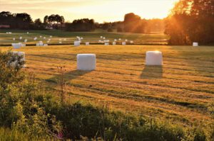 Read more about the article Heu versus Silage – welches ist das bessere Pferdefutter?