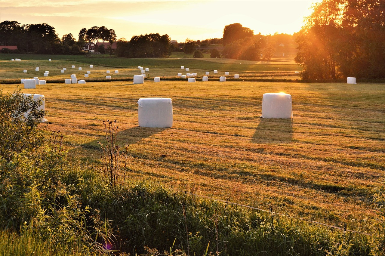 You are currently viewing Heu versus Silage – welches ist das bessere Pferdefutter?