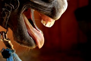 Read more about the article Chronische obstruktive Bronchitis (COB) – Mit diesen 7 wirkungsvollen Maßnahmen hilfst Du Deinem Pferd nachhaltig.
