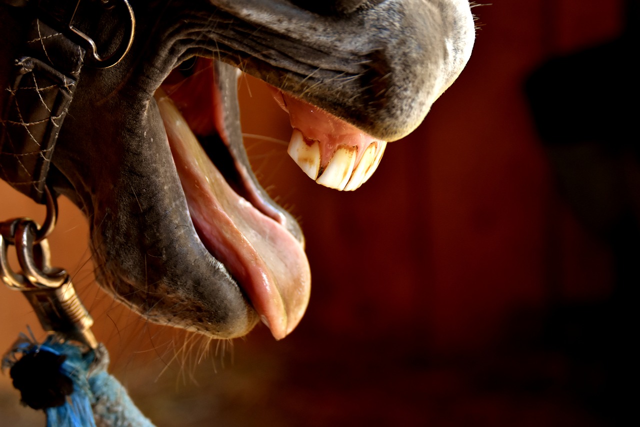 Read more about the article Chronische obstruktive Bronchitis (COB) – Mit diesen 7 wirkungsvollen Maßnahmen hilfst Du Deinem Pferd nachhaltig.